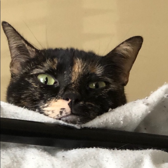 Meet your Posher, Kathy - Picture 4 of 16